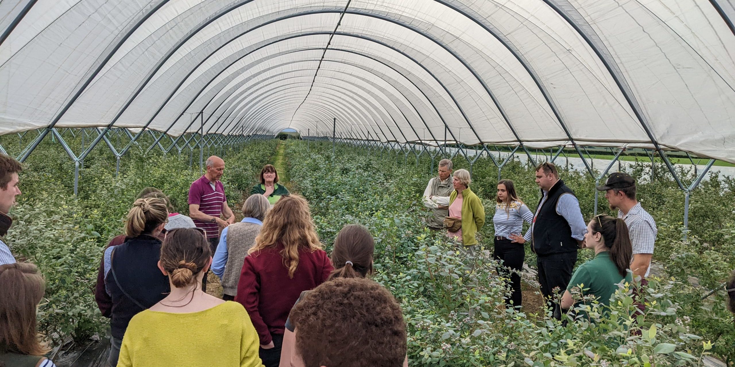 Fascinating Cultiv8 Tour of Mee Blueberries